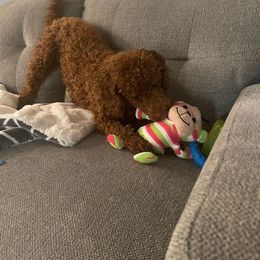 Goldendoodle and Poodle All Grown Up from East Valley Pups