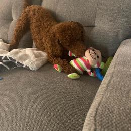 Goldendoodle and Poodle All Grown Up from East Valley Pups