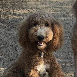 Clancy - Poodle