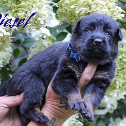 Diesel - Bi-color male German Shepherd puppy in New York from Spitze German Shepherds