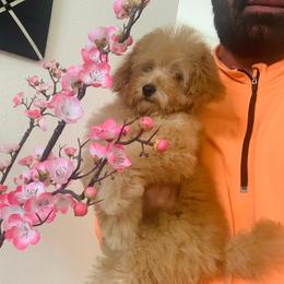 Miu Miu the apricot socialite - Apricot female Poodle puppy in Victorville, California from ItalianToyPoodles
