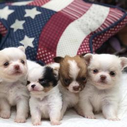 Chihuahua Puppies from Home Grown Chihuahuas From Iowa