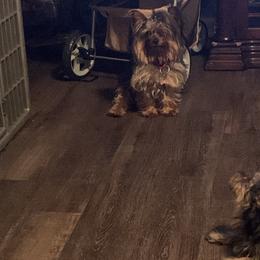 Yorkshire Terrier Puppies from Missy Lu Lap Puppies