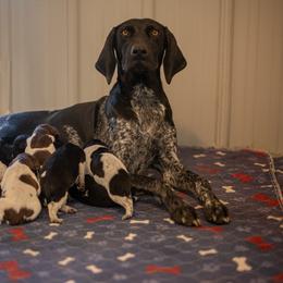 Girl 1 - Liver roan female German Shorthaired Pointer puppy in Greensburg, Kentucky from Nosam Kennels- Hungarian Vizslas, and German Shorthairs Located in Kentucky