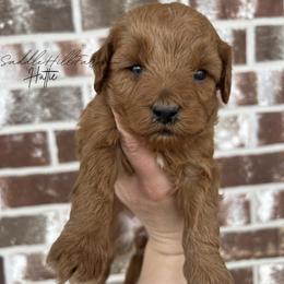 Hattie - Red female Aussiedoodle puppy in Rienzi, Mississippi from Saddle Hill Farms