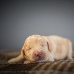 Cashmere - Red female Bernedoodle puppy in Caldwell, Idaho from Boise Doodle Co.