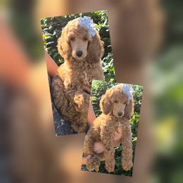 Paddy Melt Talbert - Apricot female Poodle puppy in El Paso, Texas from Paws Of Beauty