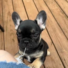 Jonathan - Black and tan male French Bulldog puppy in Seneca, South Carolina from Keowee Kennels