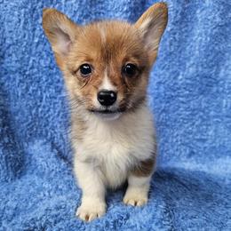 Brie - Red female Pembroke Welsh Corgi puppy in Castle Rock, Washington from Heckman Corgis