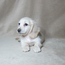 Polar - Cream male Dachshund puppy in Pana, Illinois from Doxie Waggin Tails
