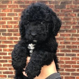 Boxers and Goldendoodles from Tut’s Doodles and Boxers