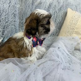 Shih Tzu Puppies from Bay Area Shih Tzu
