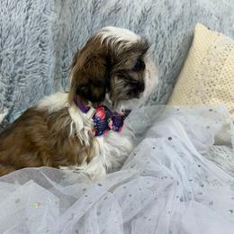 Shih Tzu Puppies from Bay Area Shih Tzu