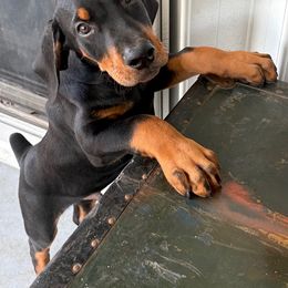 Doberman Pinscher Puppies from Devoted Doberman