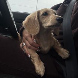 Cash - Cream male Dachshund puppy in Midland, Texas from The Barefield Doxies
