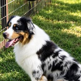 Osage - Miniature American Shepherd