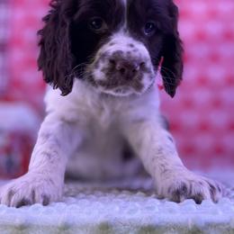 Charlie - White and liver male English Springer Spaniel puppy in Crawford, Tennessee from Lilly Lane Spaniels