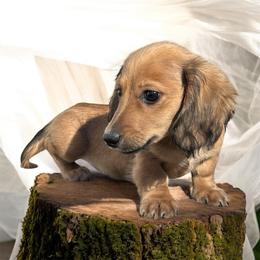 AKC Cream sable male - Sable male Dachshund puppy in Glen St Mary, Florida from Little Pawz, LLC