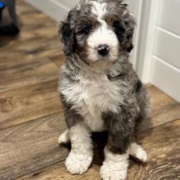 Titan - Blue merle male Bernedoodle puppy in Salem, Utah from Doodle Doodle Dogs