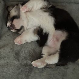 German Shepherd and Pembroke Welsh Corgi Puppies from Top Shepherd Perlez