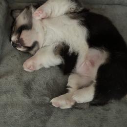 German Shepherd and Pembroke Welsh Corgi Puppies from Top Shepherd Perlez