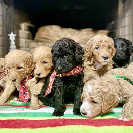 Goldendoodle Puppies from Central Texas Doodle Nest Kennel