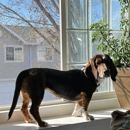 Magnolia - Basset Hound