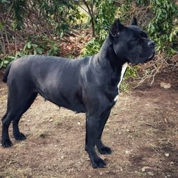 Willa - Cane Corso