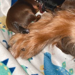 Girl 1 - Yorkshire Terrier puppy from Sandra's Yorkies