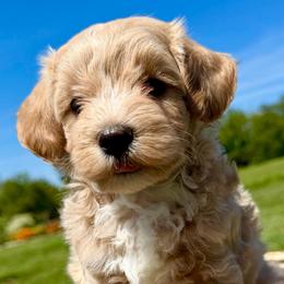 Finn - Parti male Maltipoo puppy in Charles City, Virginia from Historic triangle doodles
