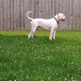 roy - American Bulldog