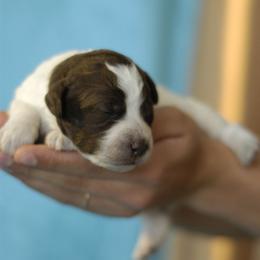 Lagotto Romagnolo Puppies from Morena
