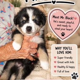 Eclipse - Black tri male Miniature Australian Shepherd puppy in San Tan Valley, Arizona from Jaylee's Miniature Australian Shepherds