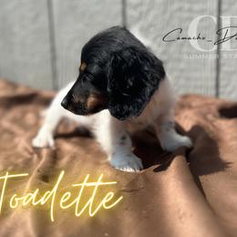 Dachshund Puppies from Camacho_Dachshunds
