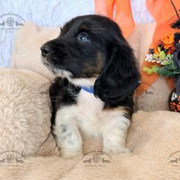 Mr. Dk. Blue-2800 - Dapple male Dachshund puppy in Sparr, Florida from From the Heart Doxies