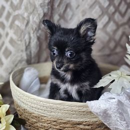 Bear - Black and tan male Chihuahua puppy in Decatur, Illinois from We R Puppies