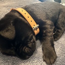 Labrador Retriever Puppies from Okiehuntinboyz Labrador Retrievers