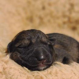 German Shepherd Puppies from Royalty German Shepherds