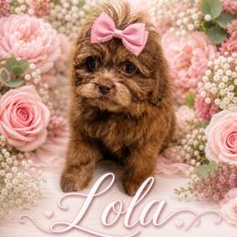 Pinkie - Liver female Shihpoo puppy in Delphos, Ohio from Route 66 Poodles & Doodles, Sapphire Shih-tzu's of Ohio