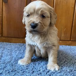Bingo - Apricot male Goldendoodle puppy in Lowville, New York from Adirondack Labradoodles