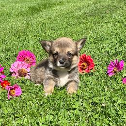 Cortland - Sable male Pembroke Welsh Corgi puppy in Berne, New York from At Ease Acres