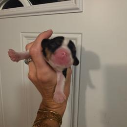 Boy 2 - Tri-color male Cavalier King Charles Spaniel puppy in Springfield, Missouri from Caney Mountain Cavaliers LLC
