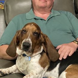 Bosco - Basset Hound