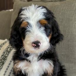 Show Low - Tri-color male Bernedoodle puppy in Gilbert, Arizona from 5280 Bernedoodles