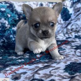 Scout - Fawn and white male Chihuahua puppy in Chino Valley, Arizona from Dachshund Family Love Breeders