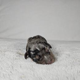 Chase - Blue merle male Catahoula Leopard Dog puppy in Doerun, Georgia from Twig & Tail Puppies
