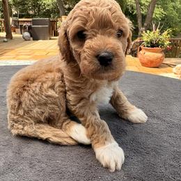 Goldendoodle Puppies from Bethel Stream Goldendoodles