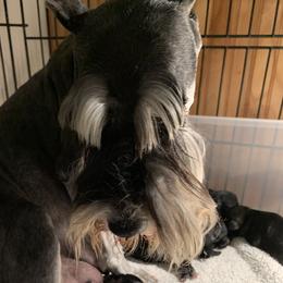 Mabel - Miniature Schnauzer