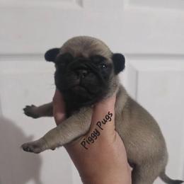 Fawn Girl - Fawn female Pug puppy in Olin, North Carolina from Piggy Pugs