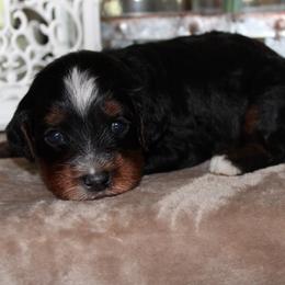 Onyx - Tri-color male Bernedoodle puppy in Eagle Mountain, Utah from Fur Real Puppies.
